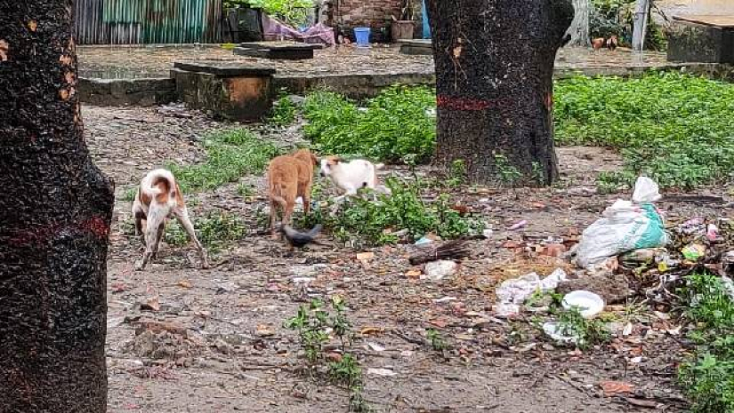 পাগলা কুকুরের কামড়ে