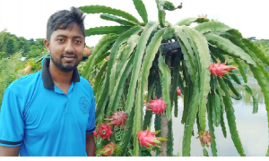 ড্রাগন চাষে সফলতা দেখছেন রাষ্ট্রবিজ্ঞানের ছাত্র রাকিব