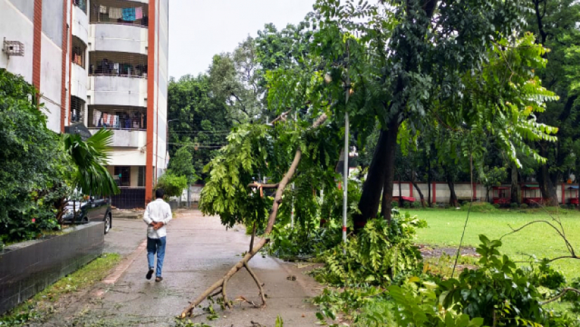 সিত্রাংয়ের আঘাতে উপড়ে গেছে ঢাকা কলেজের গাছ