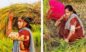 ধান কেটে মাথায় বয়ে নিলেন ইডেন ছাত্রলীগের তানজিলা