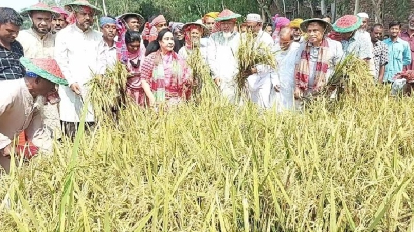 ধর্ম প্রতিমন্ত্রী ফরিদুল হক খান দুলাল ধান কাটার উৎসবে কৃষকের পাশে