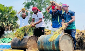 কৃষকের ১৬ শতক জমির ধান কেটে দিল ঢাবি ছাত্রলীগ