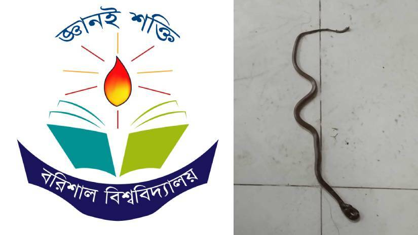 শেখ হাসিনা হলের ওয়াশরুমে সাপের আনাগোনা