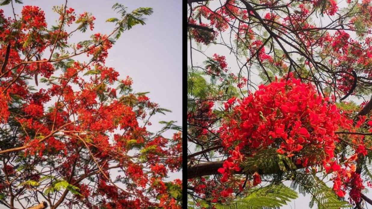 রাজশাহী বিশ্ববিদ্যালয়ে কৃষ্ণচূড়ার সৌন্দর্য