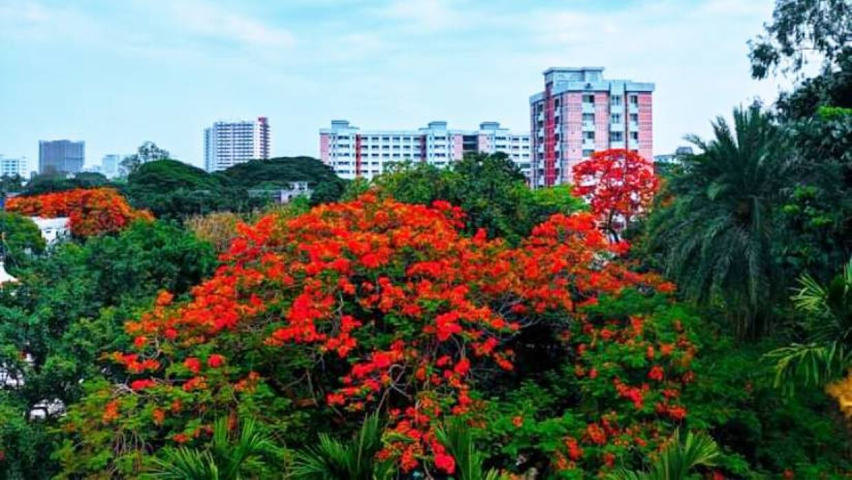 কৃষ্ণচূড়ার অপরূপ সাজে ঢাকা বিশ্ববিদ্যালয়