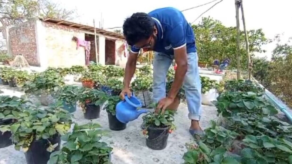 কলেজছাত্র আসিফের স্ট্রবেরি বাগান 