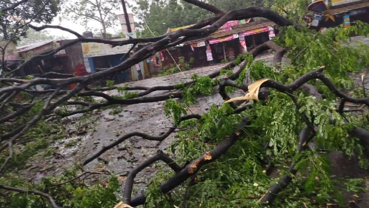 ঘূর্ণিঝড় রেমালের তাণ্ডবে ক্যাম্পাসের একাধিক গাছ উপড়ে যেতে গেছে