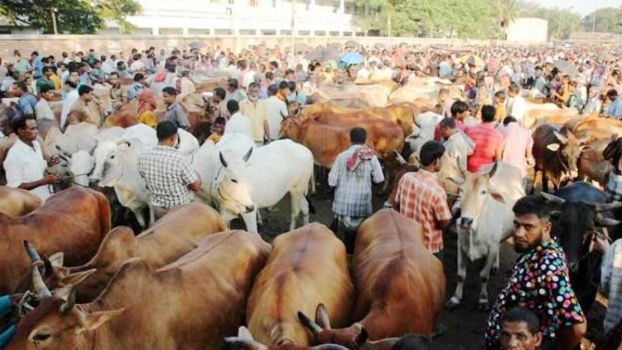 কুরবানি পশুর হাট