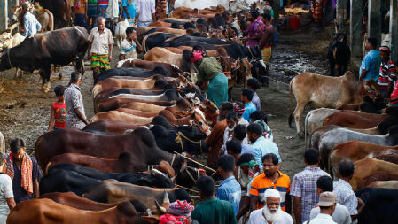 এবার অবিক্রীত রয়ে গেল সাড়ে ২৩ লাখ পশু