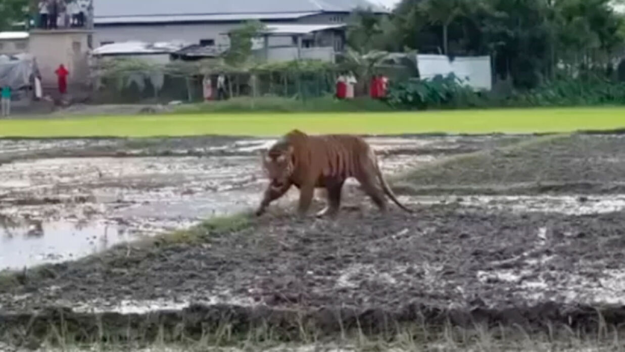  ফসলের জমিতে ঘুরে বেড়াচ্ছে এক বাঘ