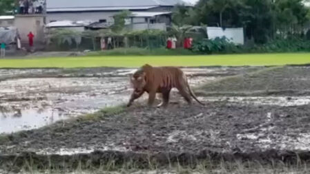 বাঘ ঘুরে বেড়ানোর ভিডিওটি কি সাতক্ষীরার, যা জানা গেল