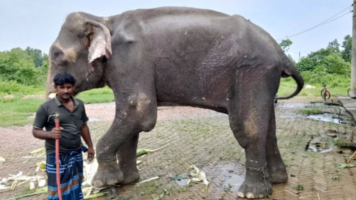 নির্যাতিত হাতিটি রাখা হয়েছে গাজীপুর সাফারী পার্কে