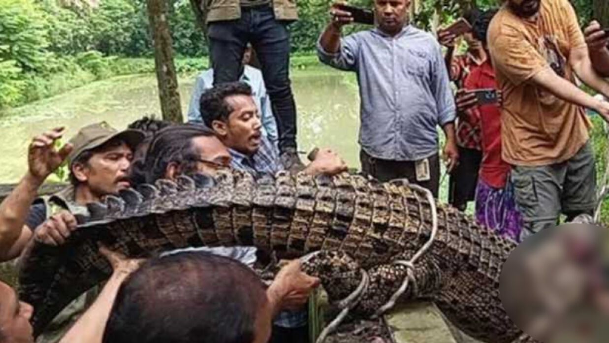 গাজীপুরে জাসদ নেতার রিসোর্ট থেকে কুমির উদ্ধার