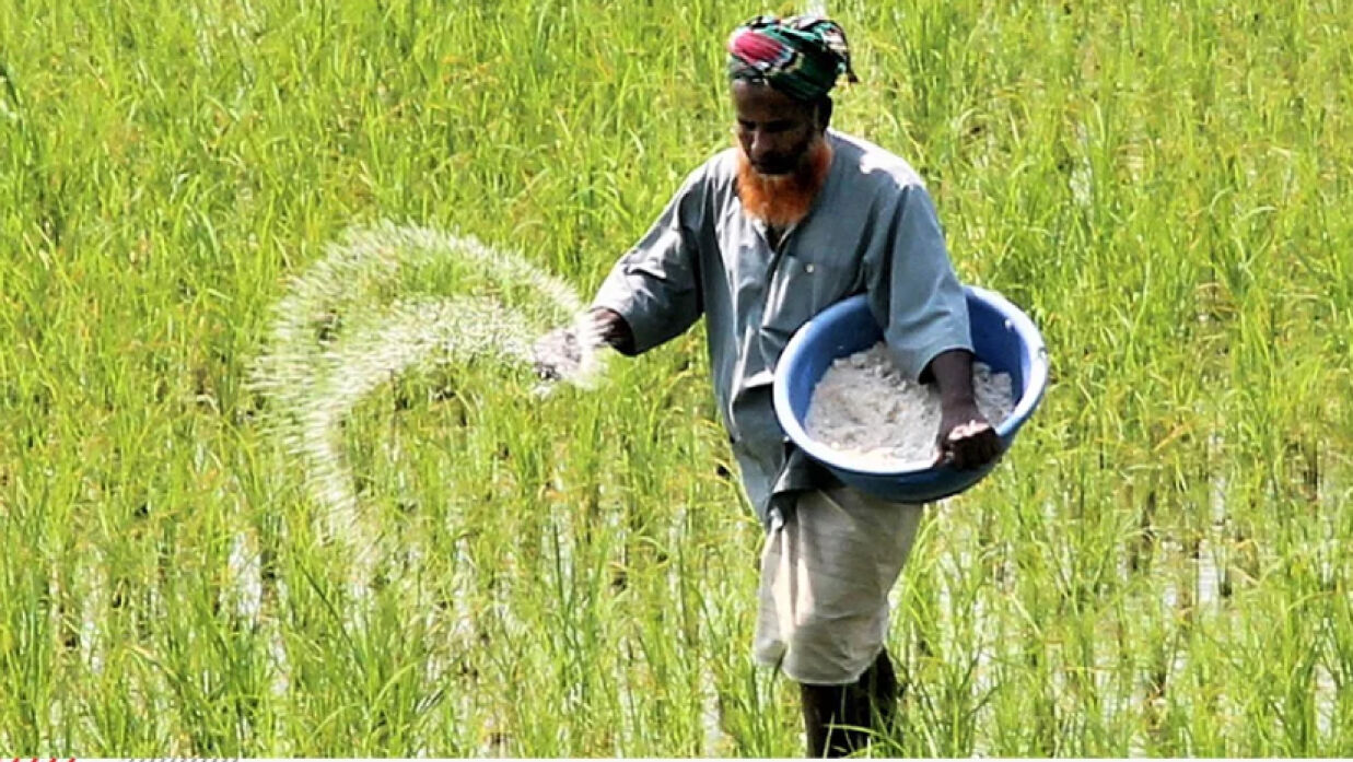 বোরো ক্ষেতে কৃষকের ইউরিয়া সার ছিটানোর দৃশ্য