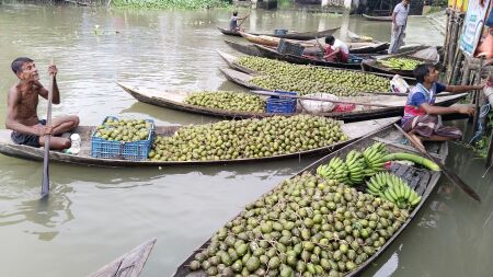 ঝালকাঠিতে ভাসমান আমড়ার হাট, দেশের চাহিদা মিটিয়ে যাচ্ছে বিদেশে