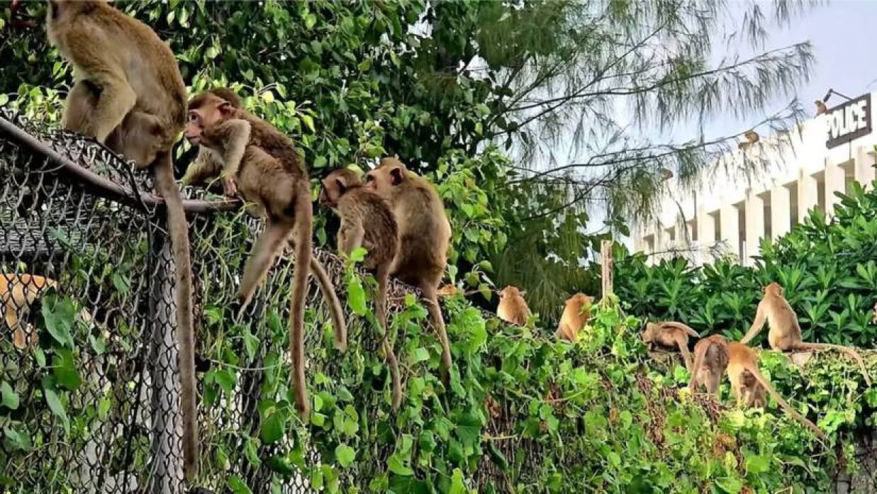 থানায় হানা দিয়েছিল প্রায় ২০০ বানর