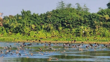 অতিথি পাখির কলকাকলিতে মুখরিত ফেনীর জাম্বারা দিঘি