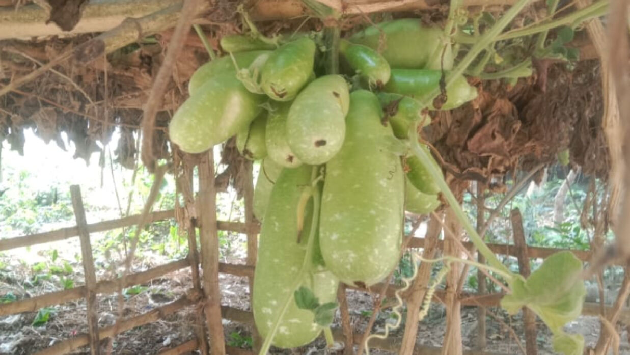 একই বোঁটায় ধরেছে ৩০টি লাউ
