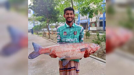 পাবিপ্রবির লেকে ধরা পড়েছে প্রায় ২০ কেজি ওজনের মাছ