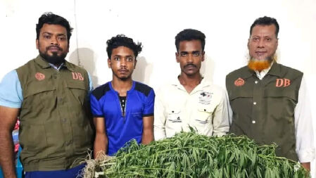 ভুট্টা ক্ষেতে গাঁজা চাষ, আটক ২